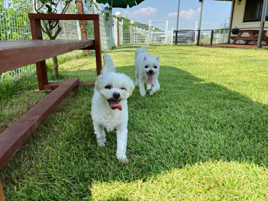 최근 반려동물과 함께할 수 있는 숙소가 늘고 있다. 사진은 충남 태안 안면도에 위치한 펫 펜션에서 반려견들이 뛰어놀고 있는 모습.  김아름 기자